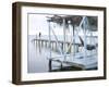 Jetty and Hammocks, Caye Caulker, Belize-Russell Young-Framed Premium Photographic Print