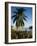 Jetty and Palm Tree, Villa Bay, Young Island, St. Vincent, Windward Islands, West Indies, Caribbean-Richardson Rolf-Framed Photographic Print