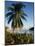 Jetty and Palm Tree, Villa Bay, Young Island, St. Vincent, Windward Islands, West Indies, Caribbean-Richardson Rolf-Mounted Photographic Print