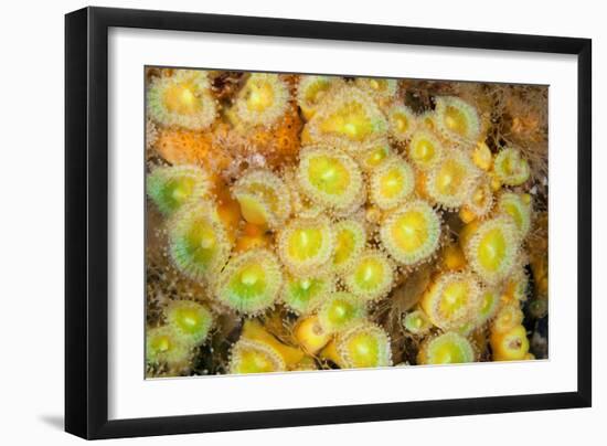 Jewel Anemones, Poor Knights Islands, New Zealand-Sue Daly-Framed Photographic Print