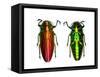 Jewel Beetle Belionota Sumptuosa-Darrell Gulin-Framed Stretched Canvas