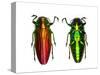 Jewel Beetle Belionota Sumptuosa-Darrell Gulin-Stretched Canvas