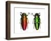 Jewel Beetle Belionota Sumptuosa-Darrell Gulin-Framed Photographic Print