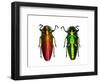 Jewel Beetle Belionota Sumptuosa-Darrell Gulin-Framed Photographic Print