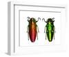 Jewel Beetle Belionota Sumptuosa-Darrell Gulin-Framed Photographic Print