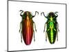Jewel Beetle Belionota Sumptuosa-Darrell Gulin-Mounted Photographic Print