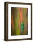 Jewel Beetle Catoxantha Opulenta on Rainbow Eucalyptus Trunk-Darrell Gulin-Framed Photographic Print