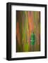 Jewel Beetle Catoxantha Opulenta on Rainbow Eucalyptus Trunk-Darrell Gulin-Framed Photographic Print