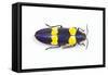 Jewel Beetle Chrysochroa Mniszechii from Thailand-Darrell Gulin-Framed Stretched Canvas