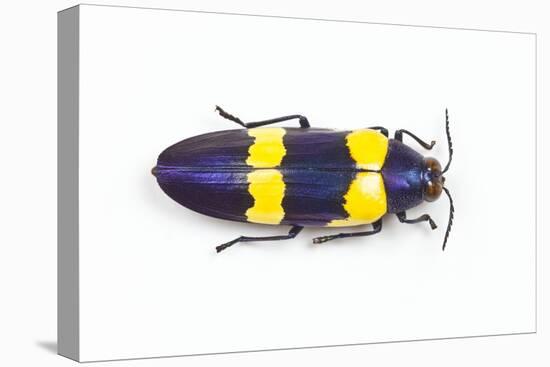 Jewel Beetle Chrysochroa Mniszechii from Thailand-Darrell Gulin-Stretched Canvas