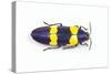 Jewel Beetle Chrysochroa Mniszechii from Thailand-Darrell Gulin-Stretched Canvas