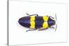 Jewel Beetle Chrysochroa Mniszechii from Thailand-Darrell Gulin-Stretched Canvas