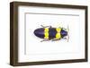 Jewel Beetle Chrysochroa Mniszechii from Thailand-Darrell Gulin-Framed Photographic Print