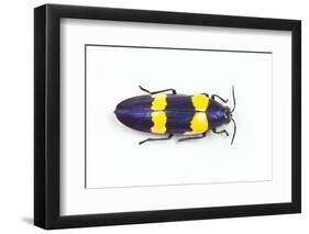 Jewel Beetle Chrysochroa Mniszechii from Thailand-Darrell Gulin-Framed Photographic Print