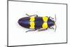 Jewel Beetle Chrysochroa Mniszechii from Thailand-Darrell Gulin-Mounted Photographic Print