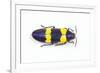 Jewel Beetle Chrysochroa Mniszechii from Thailand-Darrell Gulin-Framed Photographic Print