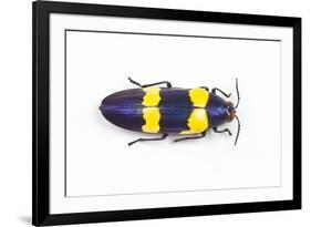 Jewel Beetle Chrysochroa Mniszechii from Thailand-Darrell Gulin-Framed Photographic Print