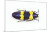 Jewel Beetle Chrysochroa Mniszechii from Thailand-Darrell Gulin-Mounted Photographic Print