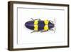 Jewel Beetle Chrysochroa Mniszechii from Thailand-Darrell Gulin-Framed Photographic Print