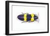 Jewel Beetle Chrysochroa Mniszechii from Thailand-Darrell Gulin-Framed Photographic Print