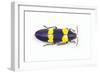 Jewel Beetle Chrysochroa Mniszechii from Thailand-Darrell Gulin-Framed Photographic Print