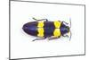 Jewel Beetle Chrysochroa Mniszechii from Thailand-Darrell Gulin-Mounted Photographic Print