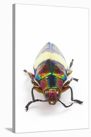 Jewel Beetle Chrysochroa Toulgoeti from Malaysia-Darrell Gulin-Stretched Canvas