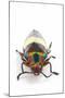 Jewel Beetle Chrysochroa Toulgoeti from Malaysia-Darrell Gulin-Mounted Photographic Print