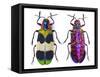 Jewel Beetle from Thailand Chrysochroa Corbetti Top and Bottom View-Darrell Gulin-Framed Stretched Canvas