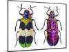 Jewel Beetle from Thailand Chrysochroa Corbetti Top and Bottom View-Darrell Gulin-Mounted Photographic Print