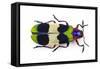 Jewel Beetle from Thailand Chrysochroa Corbetti Top View-Darrell Gulin-Framed Stretched Canvas