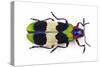 Jewel Beetle from Thailand Chrysochroa Corbetti Top View-Darrell Gulin-Stretched Canvas