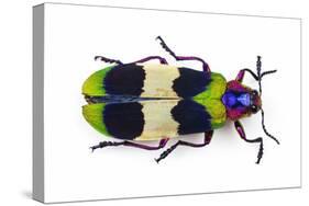 Jewel Beetle from Thailand Chrysochroa Corbetti Top View-Darrell Gulin-Stretched Canvas