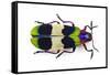 Jewel Beetle from Thailand Chrysochroa Corbetti Top View-Darrell Gulin-Framed Stretched Canvas