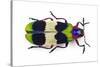 Jewel Beetle from Thailand Chrysochroa Corbetti Top View-Darrell Gulin-Stretched Canvas