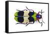 Jewel Beetle from Thailand Chrysochroa Corbetti Top View-Darrell Gulin-Framed Stretched Canvas