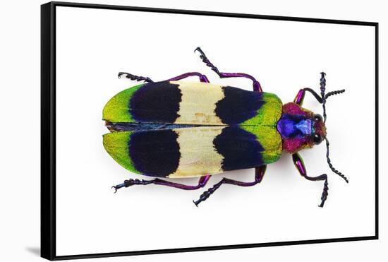 Jewel Beetle from Thailand Chrysochroa Corbetti Top View-Darrell Gulin-Framed Stretched Canvas