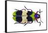 Jewel Beetle from Thailand Chrysochroa Corbetti Top View-Darrell Gulin-Framed Stretched Canvas