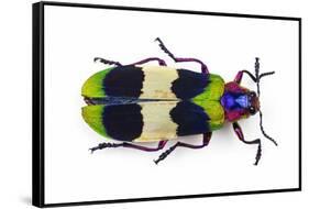 Jewel Beetle from Thailand Chrysochroa Corbetti Top View-Darrell Gulin-Framed Stretched Canvas