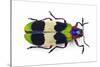 Jewel Beetle from Thailand Chrysochroa Corbetti Top View-Darrell Gulin-Stretched Canvas