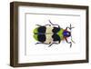 Jewel Beetle from Thailand Chrysochroa Corbetti Top View-Darrell Gulin-Framed Premium Photographic Print