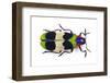 Jewel Beetle from Thailand Chrysochroa Corbetti Top View-Darrell Gulin-Framed Photographic Print