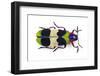 Jewel Beetle from Thailand Chrysochroa Corbetti Top View-Darrell Gulin-Framed Photographic Print