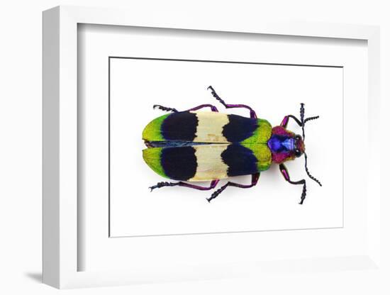 Jewel Beetle from Thailand Chrysochroa Corbetti Top View-Darrell Gulin-Framed Photographic Print