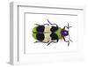 Jewel Beetle from Thailand Chrysochroa Corbetti Top View-Darrell Gulin-Framed Photographic Print