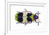 Jewel Beetle from Thailand Chrysochroa Corbetti Top View-Darrell Gulin-Framed Photographic Print