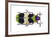 Jewel Beetle from Thailand Chrysochroa Corbetti Top View-Darrell Gulin-Framed Photographic Print