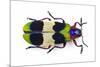 Jewel Beetle from Thailand Chrysochroa Corbetti Top View-Darrell Gulin-Mounted Photographic Print