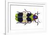 Jewel Beetle from Thailand Chrysochroa Corbetti Top View-Darrell Gulin-Framed Photographic Print