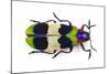 Jewel Beetle from Thailand Chrysochroa Corbetti Top View-Darrell Gulin-Mounted Photographic Print